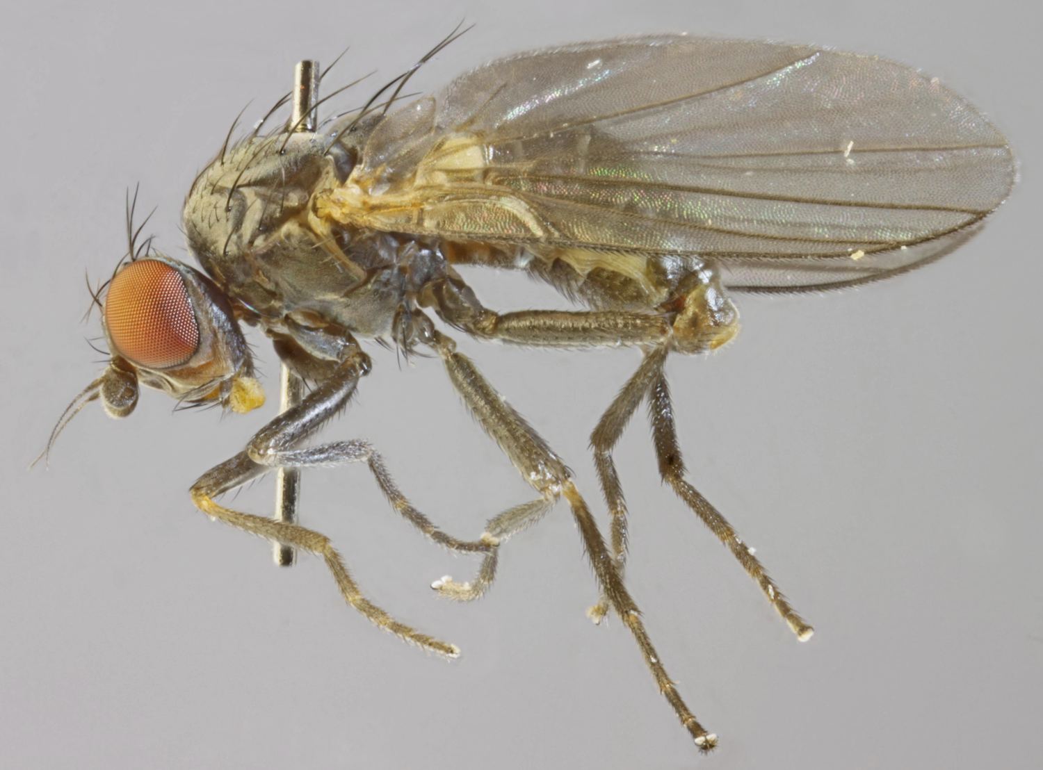 Agromyzidae: Phytomyza ilicis (male) (1)