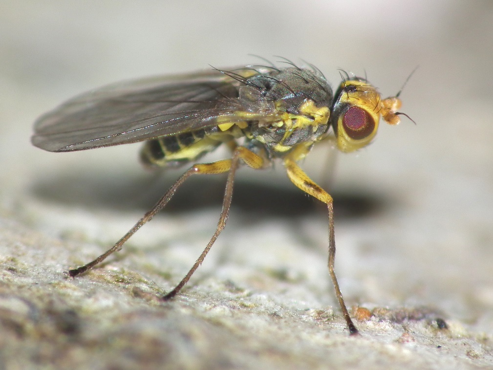 Agromyzidae: Phytomyza rufipes (male) (1)