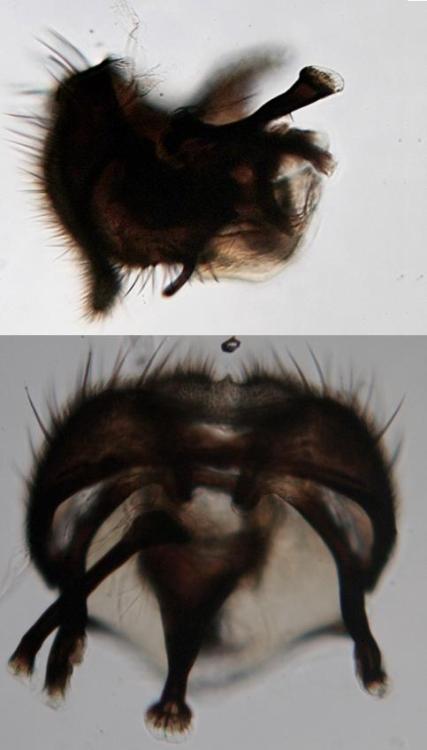Aulacigastridae: Aulacigaster leucopeza (male) (3)