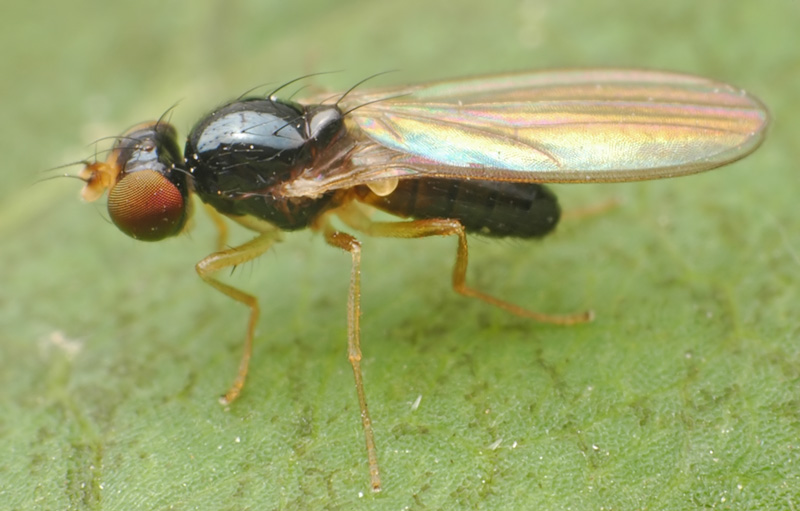 Anthomyzidae: Paranthomyza nitida (male) (2)