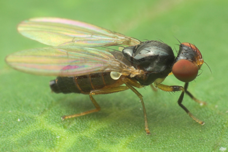 Anthomyzidae: Fungomyza albimana (female) (1)