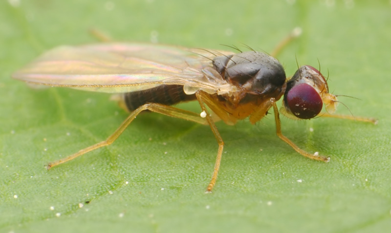 Anthomyzidae: Anthomyza pleuralis (female) (1)