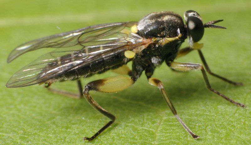 Xylomyidae: Solva marginata (female) (1)