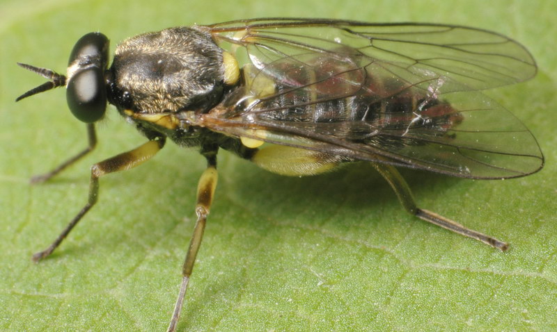 Xylomyidae: Solva marginata (female) (2)