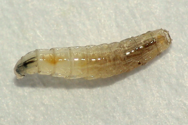 Sarcophagidae: Sarcophaga sp. (larva) (1)