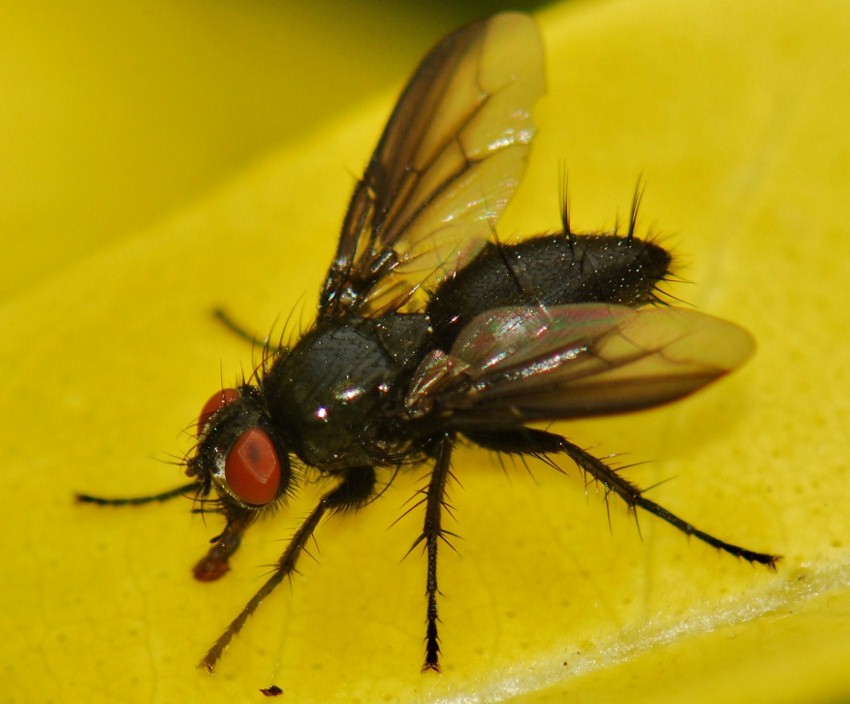Sarcophagidae: Nyctia halterata (female) (1)