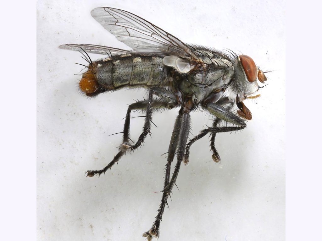 Sarcophagidae: Sarcophaga (Sarcorohdendorfia) bifrons (male) (1)