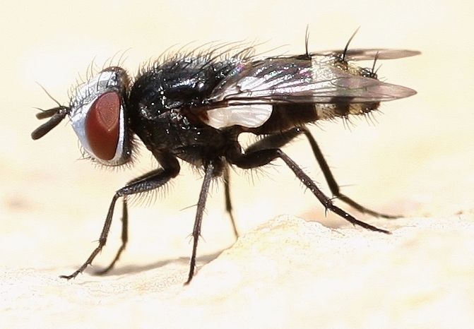 Sarcophagidae: Sphenometopa fastuosa (1)