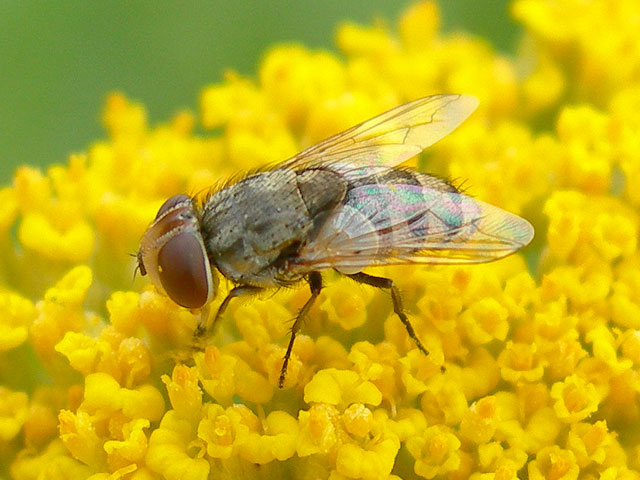 Sarcophagidae: Miltogramma cf. punctata (1)
