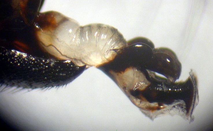Sarcophagidae: Sarcophaga jeanleclercqi (male) (2)