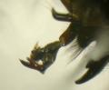 Sarcophaga (Robineauella) caerulescens (male) (1)