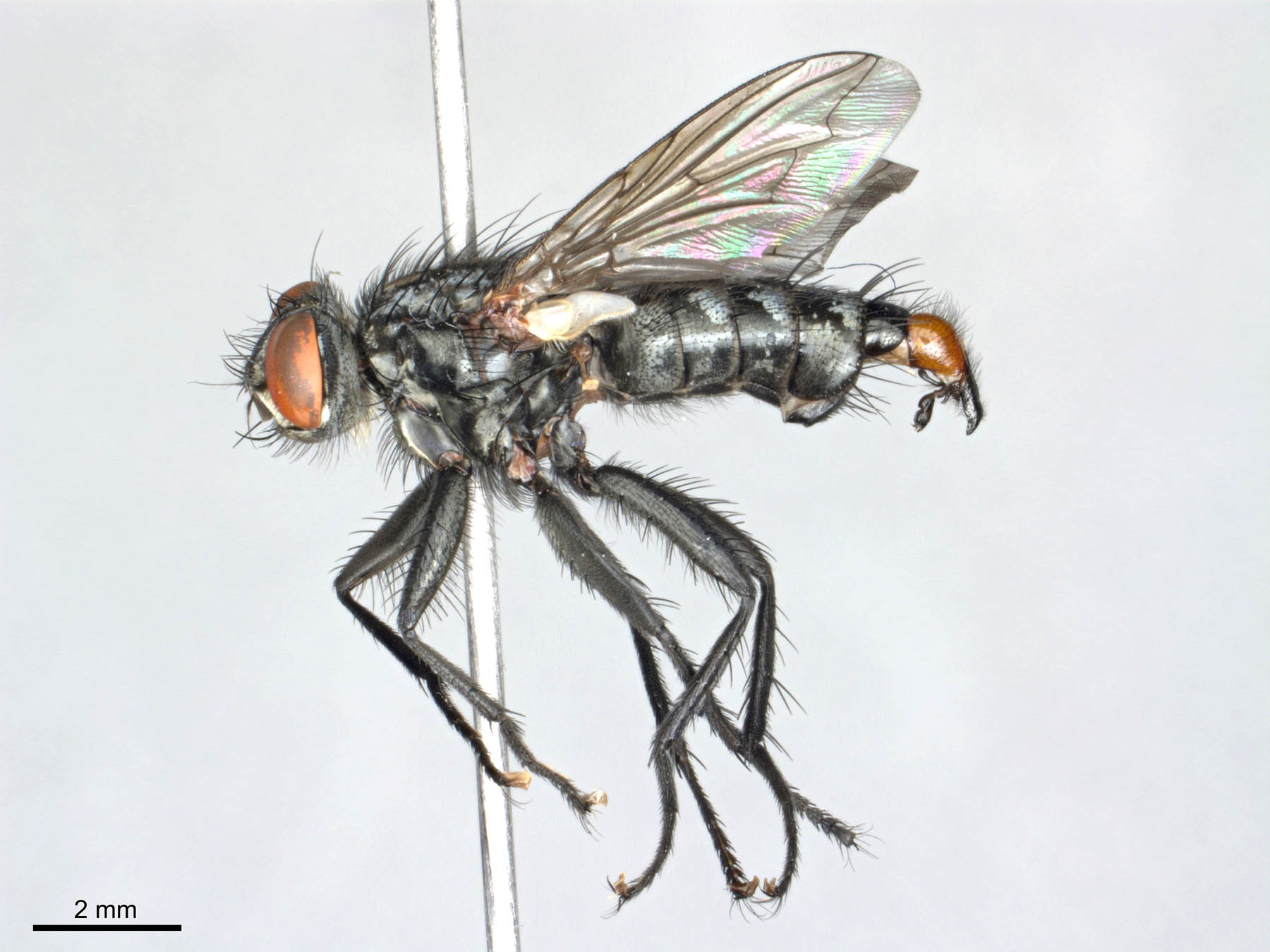 Sarcophagidae: Sarcophaga (Heteronychia) rosellensis (male) (1)