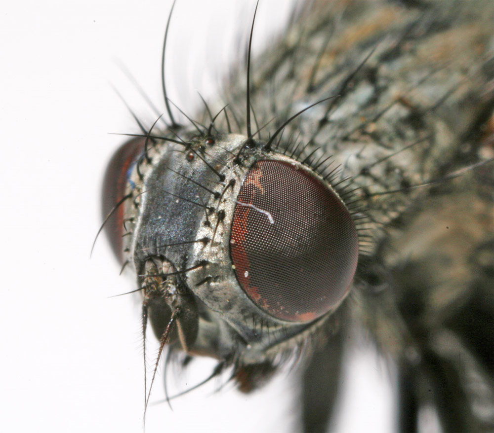 Sarcophagidae: Sarcophila meridionalis (1)