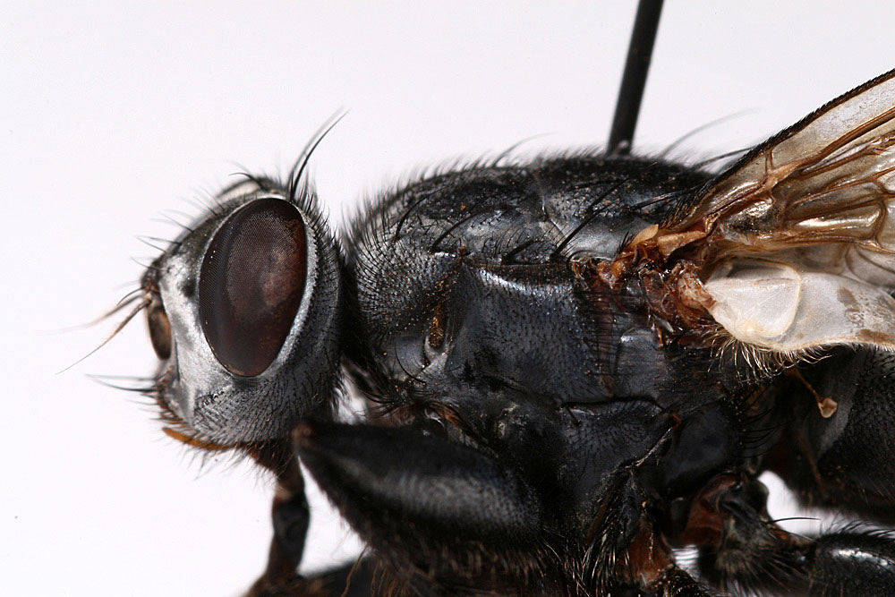 Sarcophagidae: Wohlfahrtia bella (4)