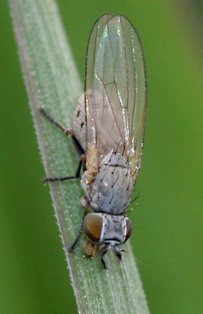Chamaemyiidae: Chamaemyia sp. (female) (1)
