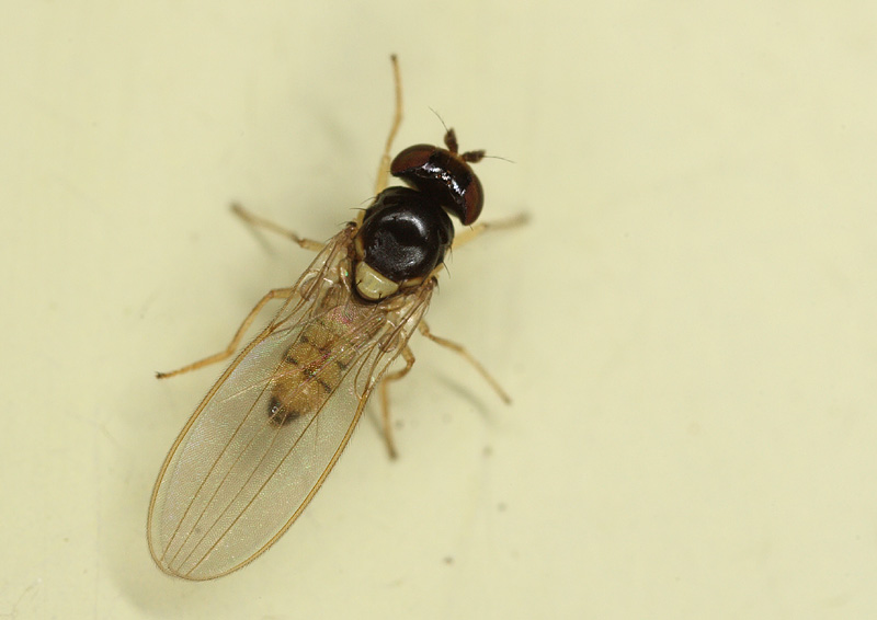 Asteiidae: Asteia amoena (male) (3)