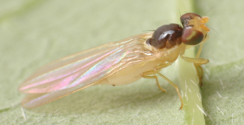 Asteiidae: Asteia concinna (female) (2)