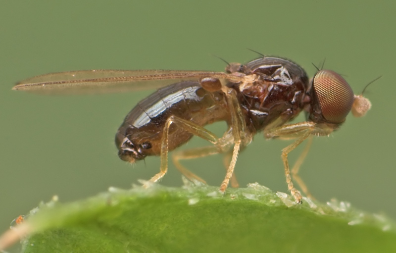Asteiidae: Leiomyza dudai (male) (1)