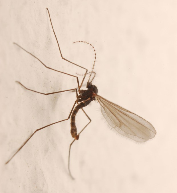 Cecidomyiidae: cf. Cecidomyia sp. (male) (1)
