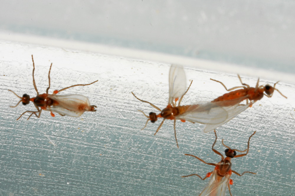 Cecidomyiidae: Miastor metraloas (1)