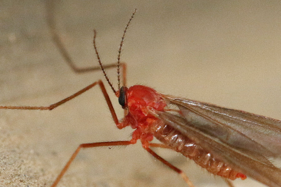 Cecidomyiidae: Cecidomyiidi sp. (male) (5)