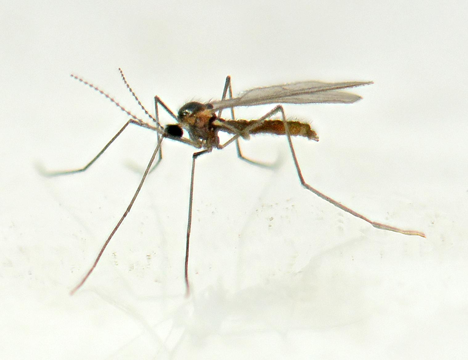 Cecidomyiidae: Rhopalomyia tanaceticola (male) (1)