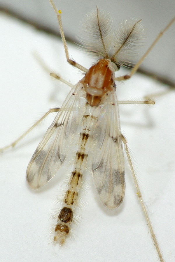 Chironomidae: Rheopelopia cf. maculipennis (male) (1)