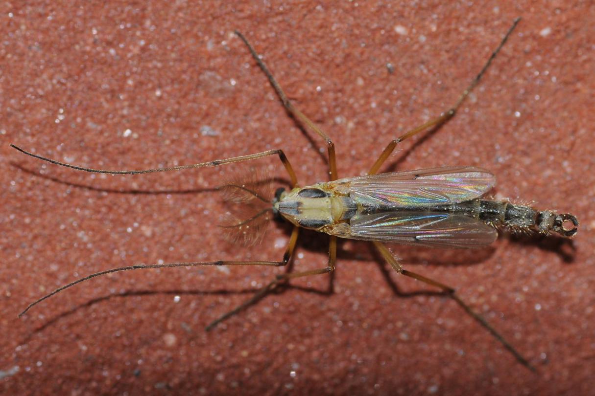 Chironomidae: Chironomus (Camptochironomus) dilutus (male) (1)