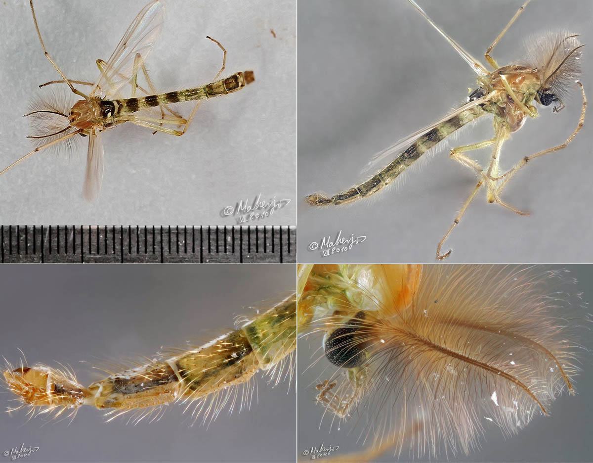 Chironomidae: Chironomidae sp. (male) (1)