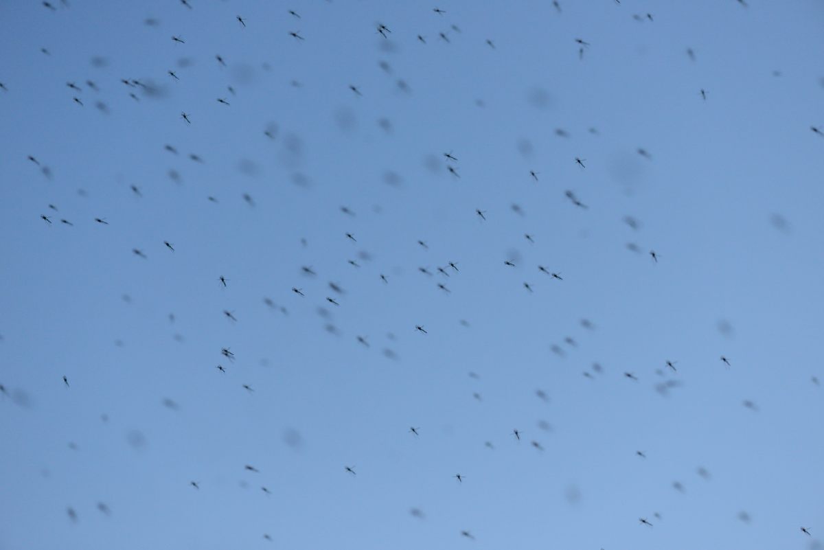 Chironomidae: Chironomus (Chironomus) sp. (male swarm)