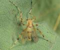 Eurycnemus crassipes (female) (1)