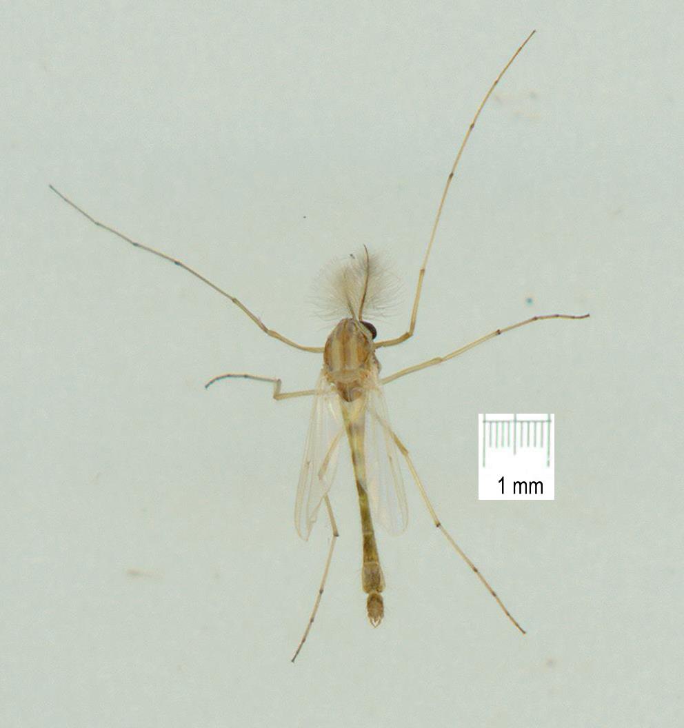 Chironomidae: Chironomus (Chironomus) circumdatus (male) (1)