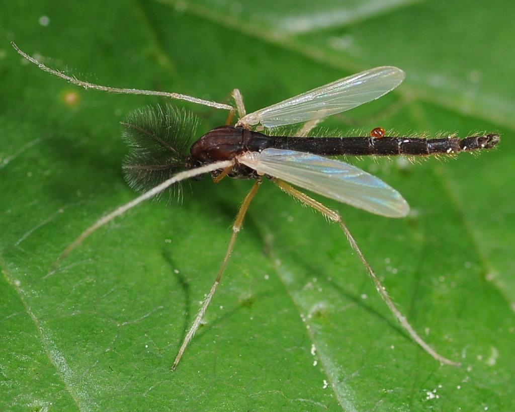 Chironomidae: cf. Hyporhygma quadripunctatum (male) (1)