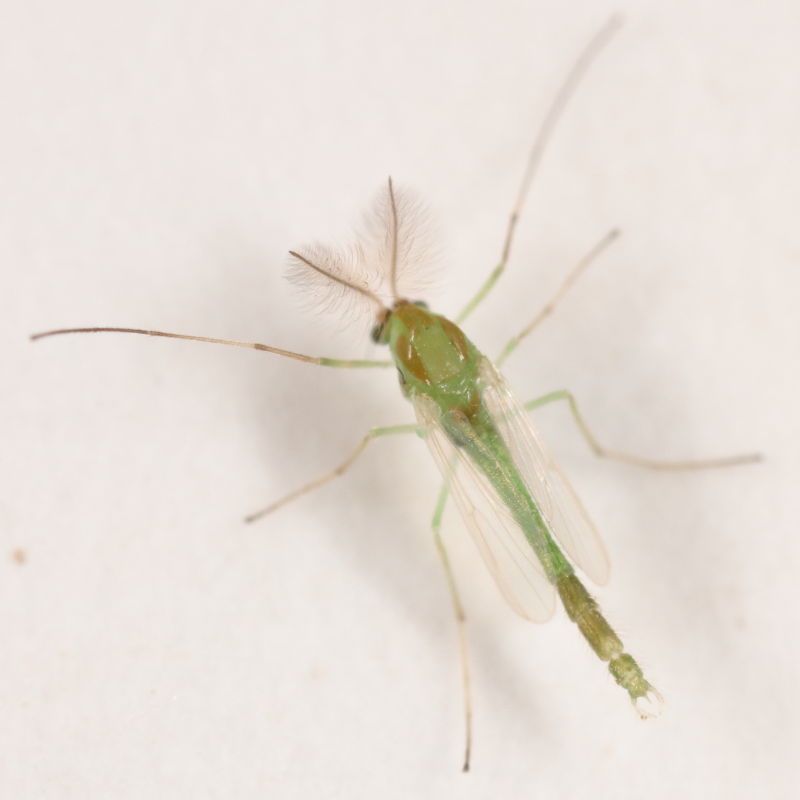Chironomidae: Parachironomus cf. monochromus (male) (1)