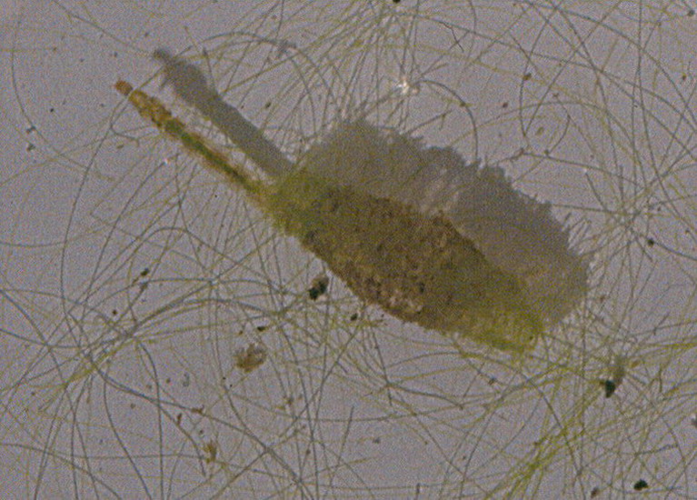 Chironomidae: Lauterborniella agrayloides (larva) (1)