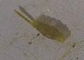 Lauterborniella agrayloides (larva) (1)