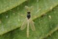 Phaenopsectra punctipes (male) (1)