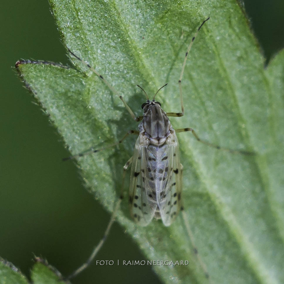 Chironomidae: Tanypus punctipennis (female) (1)