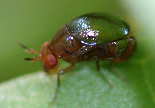 Celyphidae: Spaniocelyphus palmi (1)