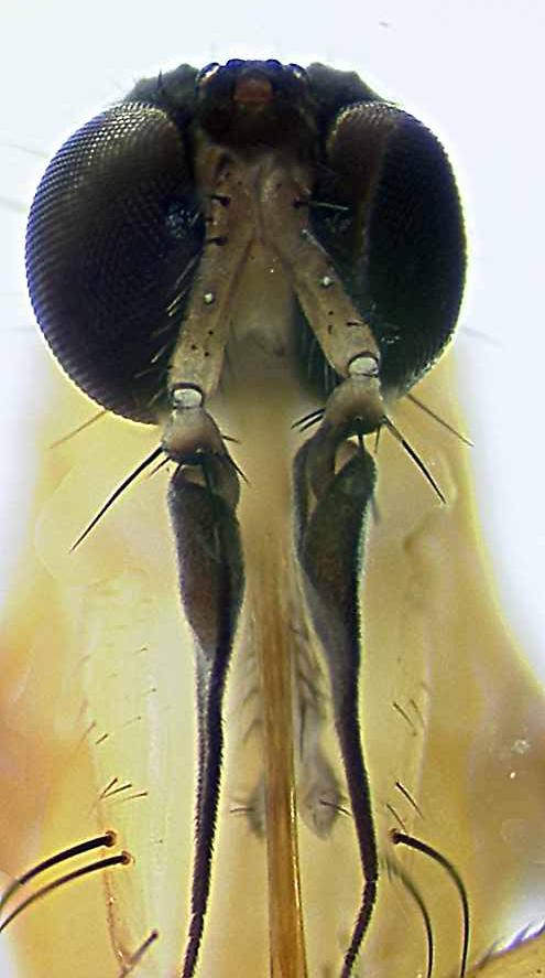 Brachystomatidae: Ceratomerus sp n. (1)