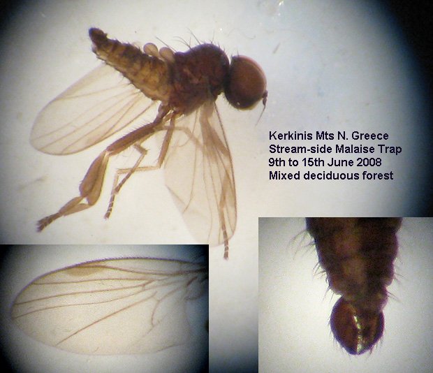 Atelestidae: Atelestus dissonans (male) (1)