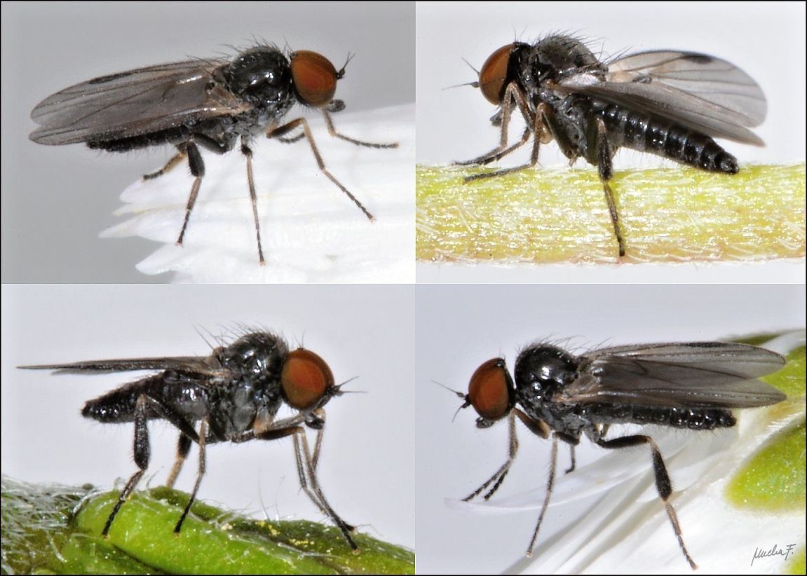 Atelestidae: Atelestus pulicarius (male) (2)