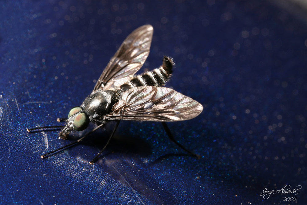 Athericidae: Ibisia sp. (5)