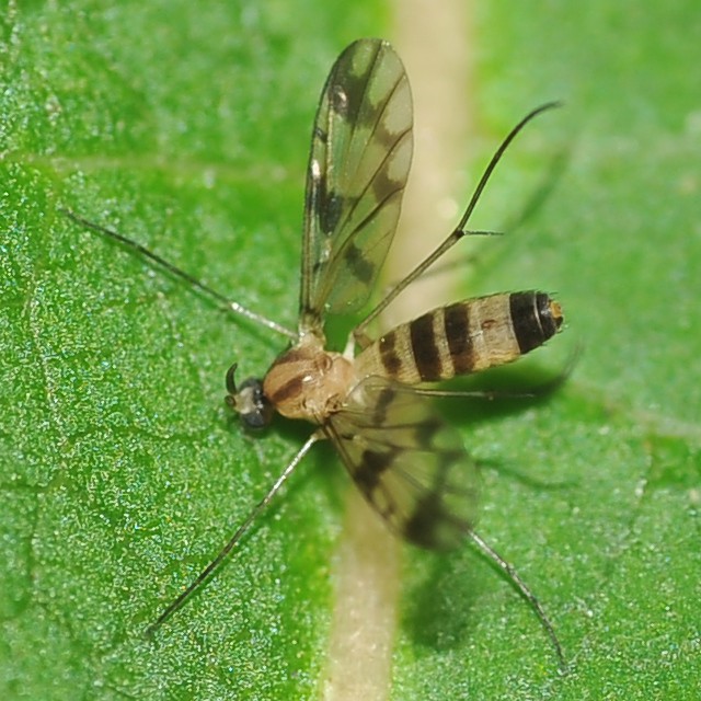 Keroplatidae: Proceroplatus sp. (female) (1)