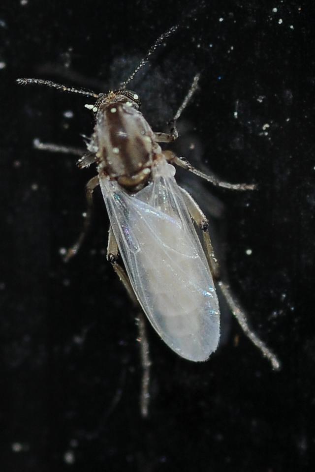 Ceratopogonidae: Bezzia cf. varicolor (female) (1)
