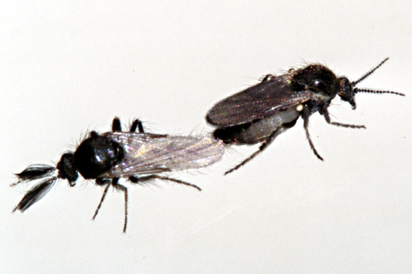 ceratopogonidae.jpg