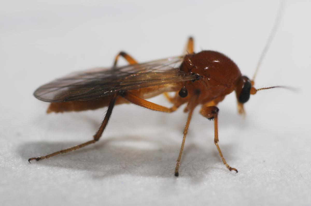 Ceratopogonidae: Palpomyia sp. (female) (1)