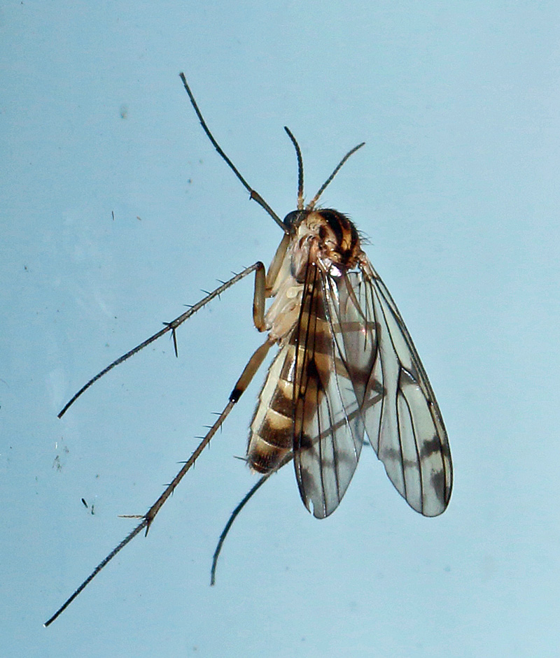 Mycetophilidae: Leia winthemi (male) (1)