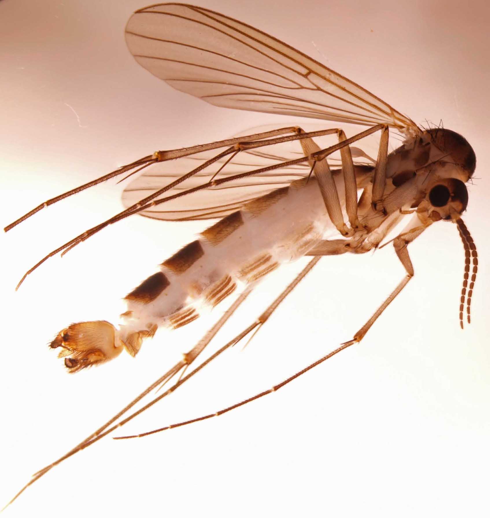Mycetophilidae: Tarnania fenestralis (male) (1)