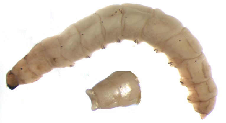 Mycetophilidae: Trichonta sp. (larva) (1)